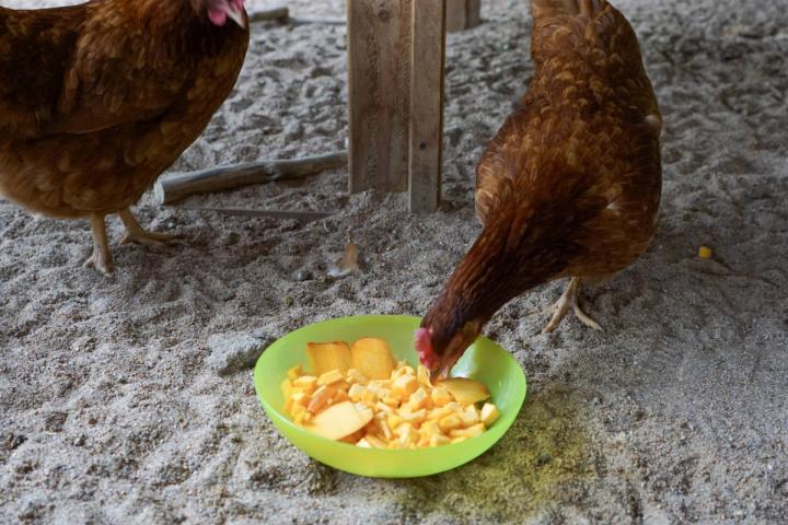 chickens eating pumpkin scraps
