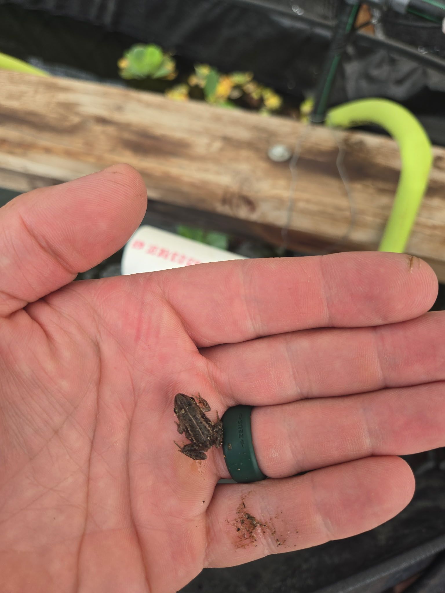 person holding a tiny frog over the pond in a growing dome greenhouse