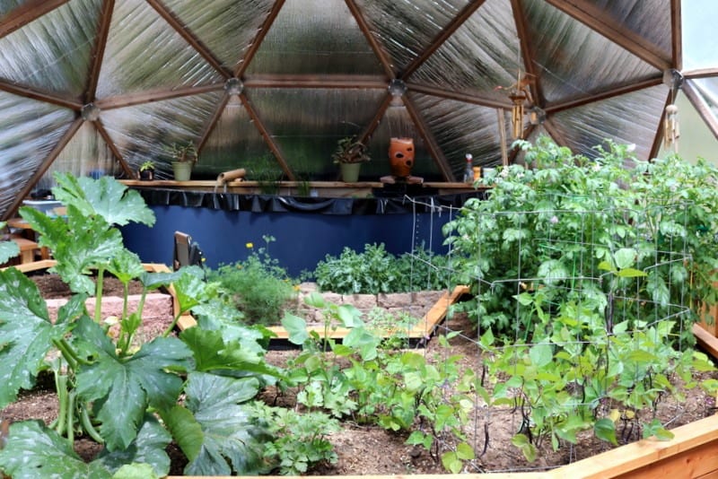 tomatoes growing in a Growing Dome Greenhouse