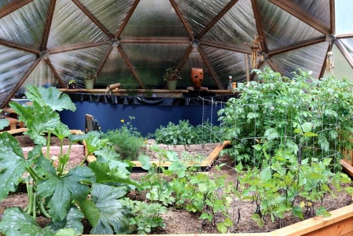 tomatoes growing in a Growing Dome Greenhouse