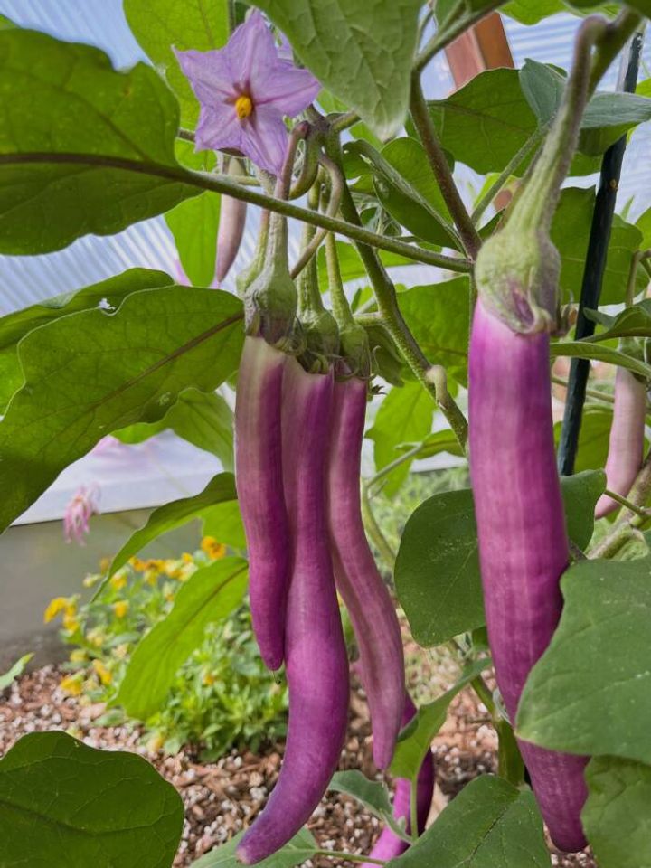 a purple flower and purple eggplant growing in a Growing Dome greenhouse
