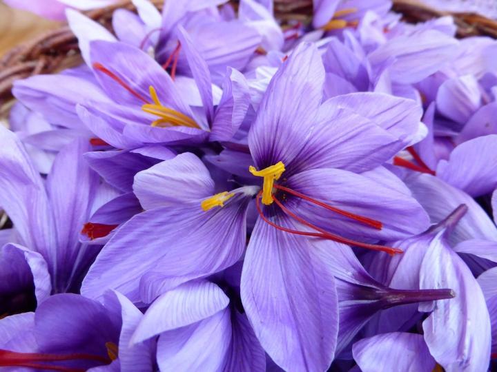 saffron flowers Pixabay photo