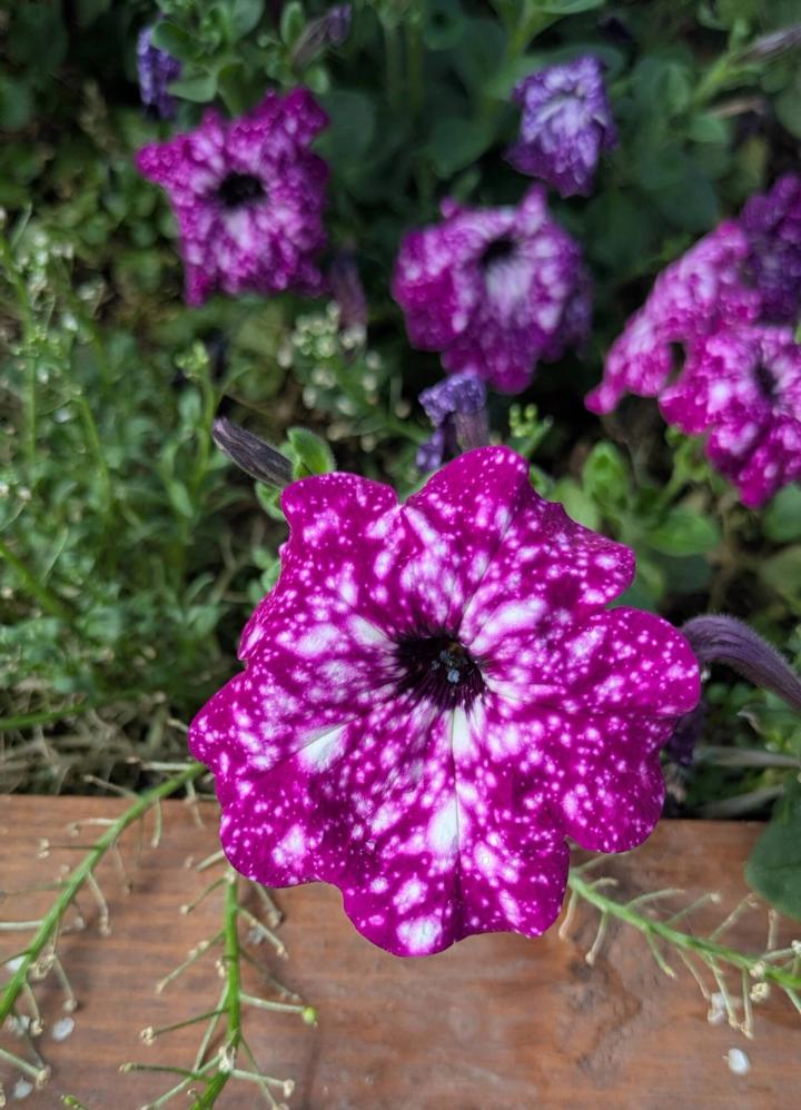 pink petunia with white splashes