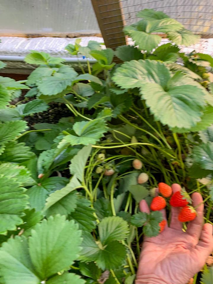 strawberries in dome
