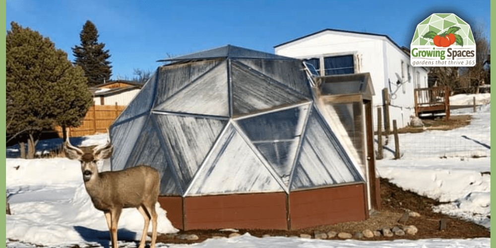 18' Growing Dome in the snow with a mule deer buck standing beside it