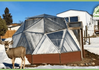 18' Growing Dome in the snow with a mule deer buck standing beside it