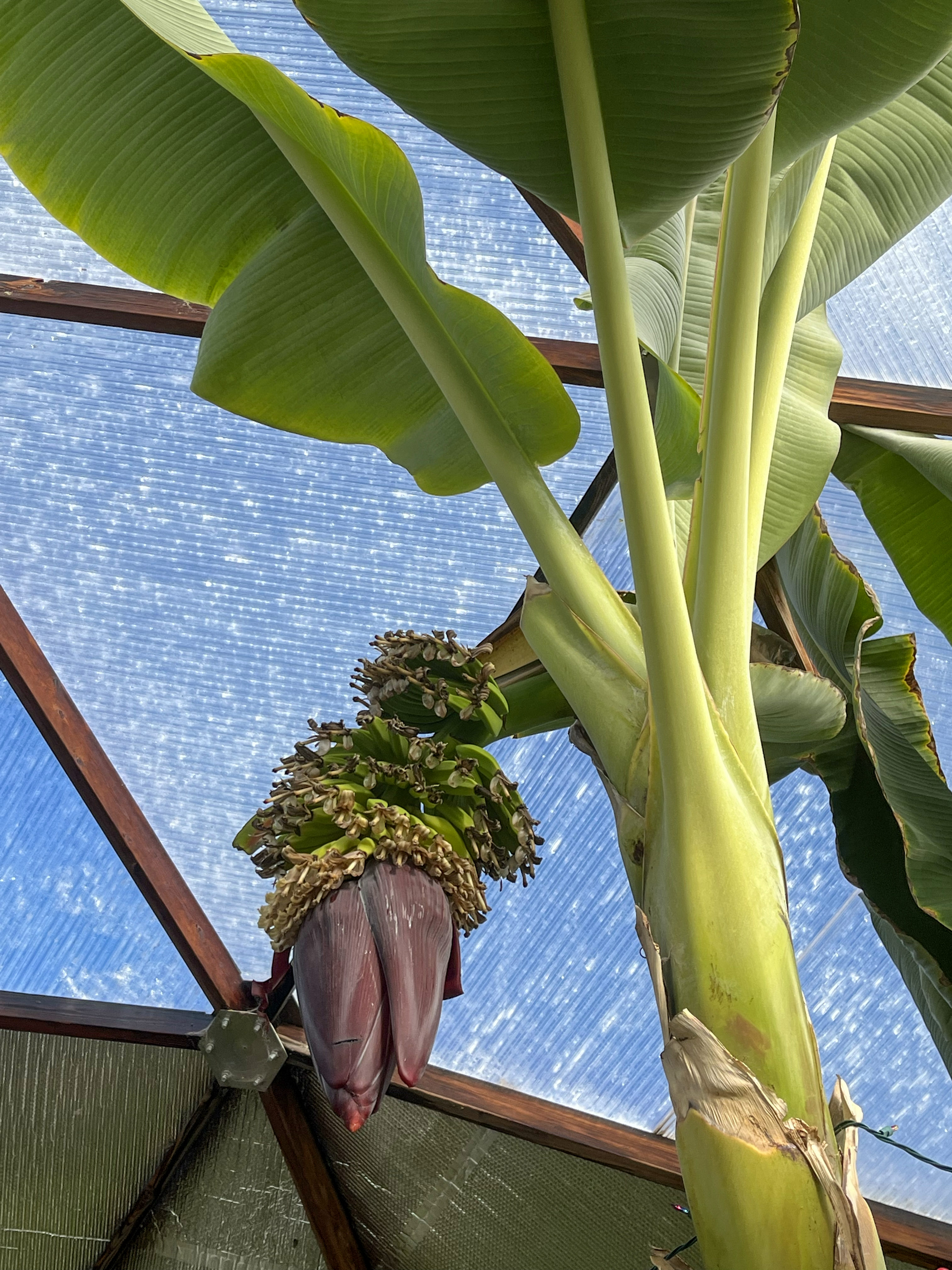 a bright yellow-green banana plant framed by a geodesic structure with polycarbonate panels and boasting ripening bananas
