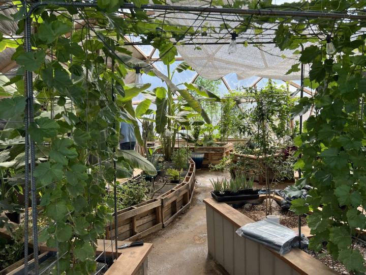 Inside a growing dome where you can see all the lushly planted raised beds. Grape vines on a trellis in the foreground. Banana plants are towards the center of the Growing Dome.