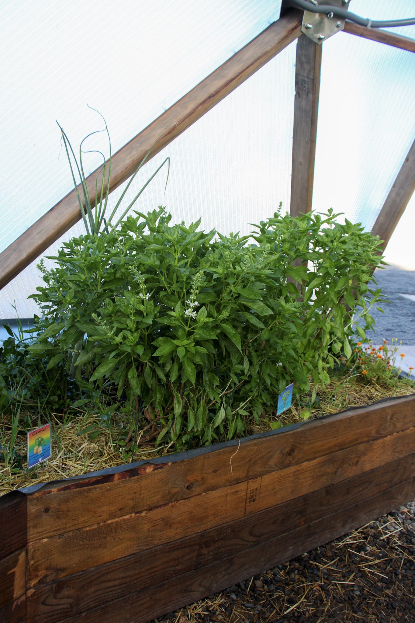 Growing Basil in Raised Beds