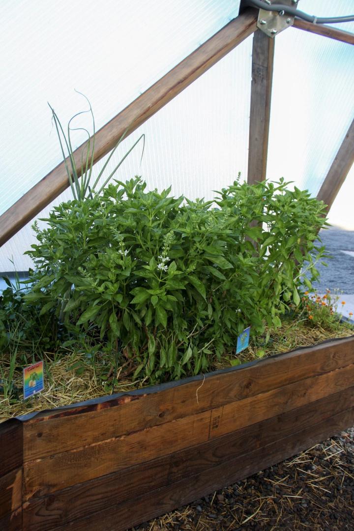 Growing Basil in Raised Beds