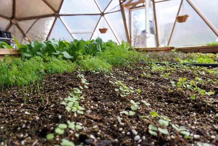close-up seedlings sprouting in paonia soil in a geodesic dome