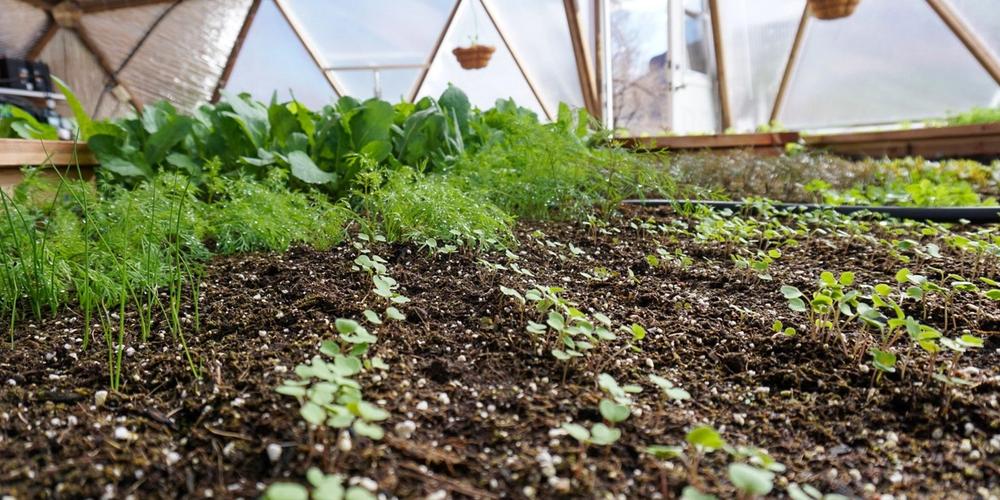 How to Sow Your Seeds image