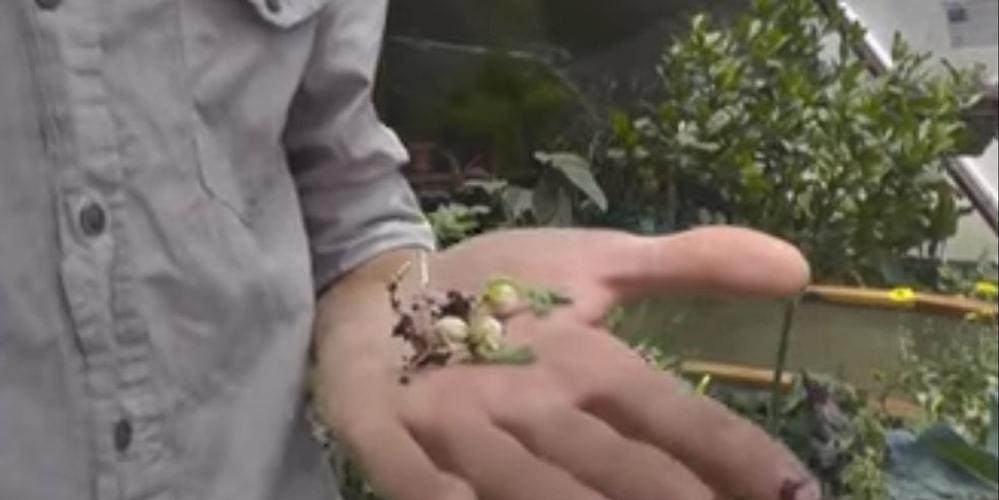 roland seed germination1