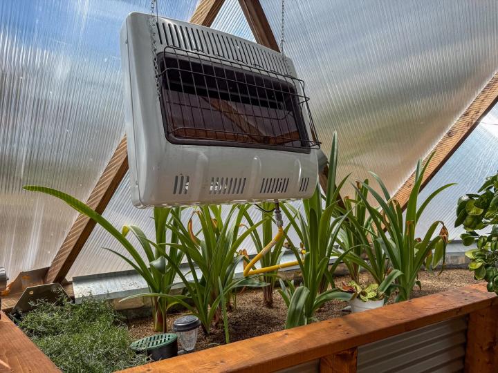 Propane heater hanging from mounting brackets on a wooden strut with a yellow tube running outside the greenhouse with amaryllis flowers growing below.