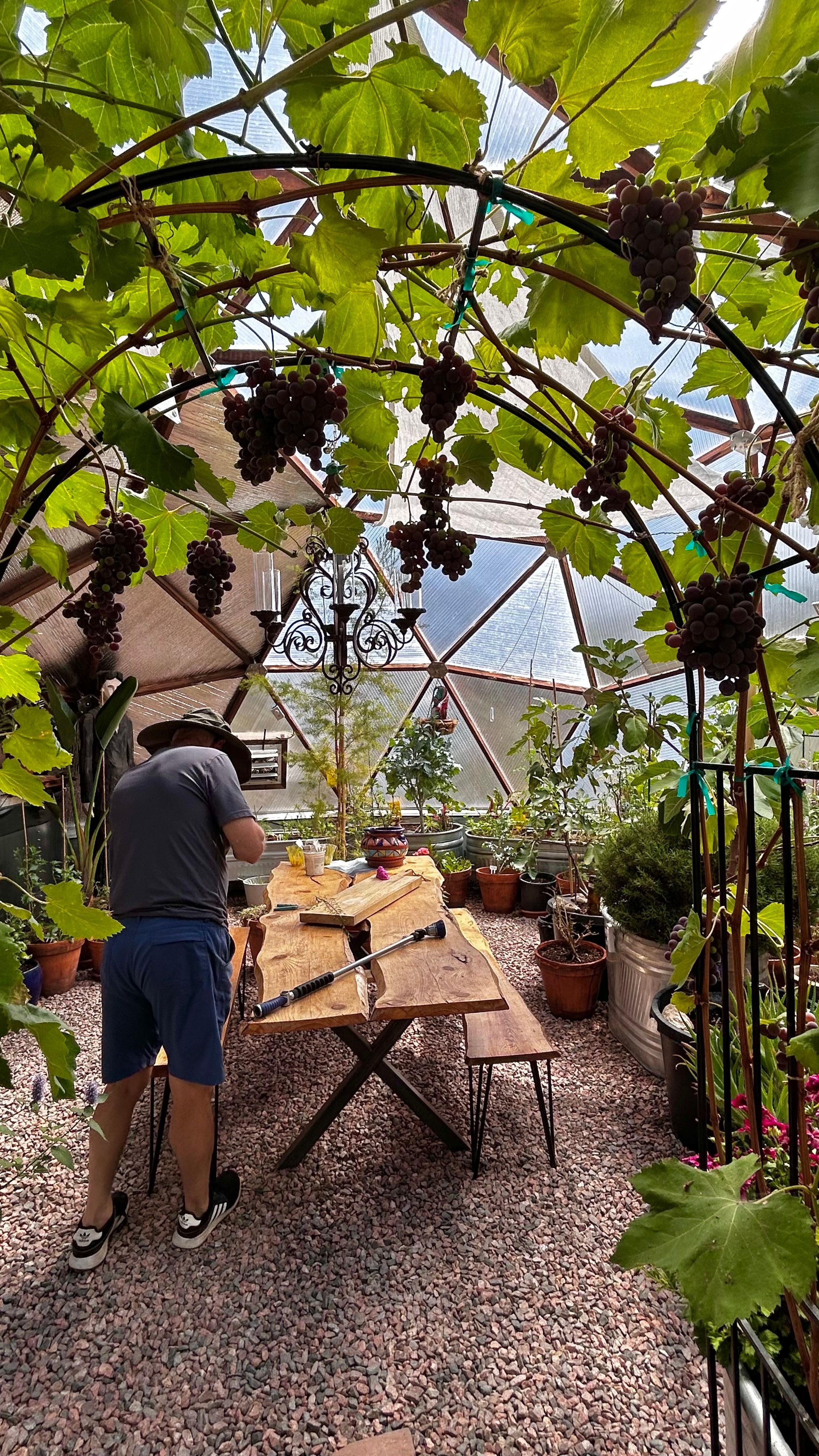 Man working at a wooden table inside his Growing Dome greenhouse with grapes hanging form a trellis