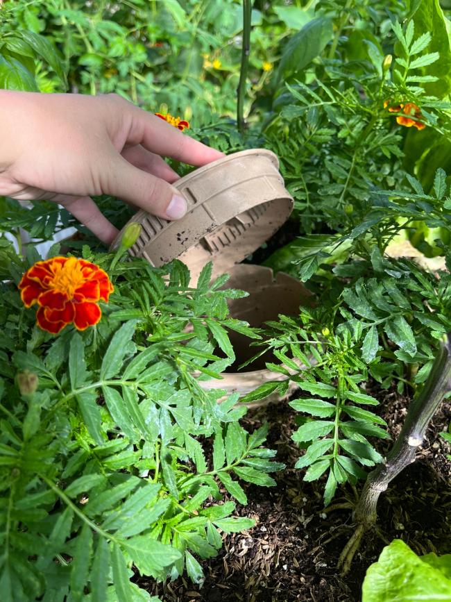 Hand lifting the lid on a vertical vermicomposting and gardening tower with marigolds planted in it