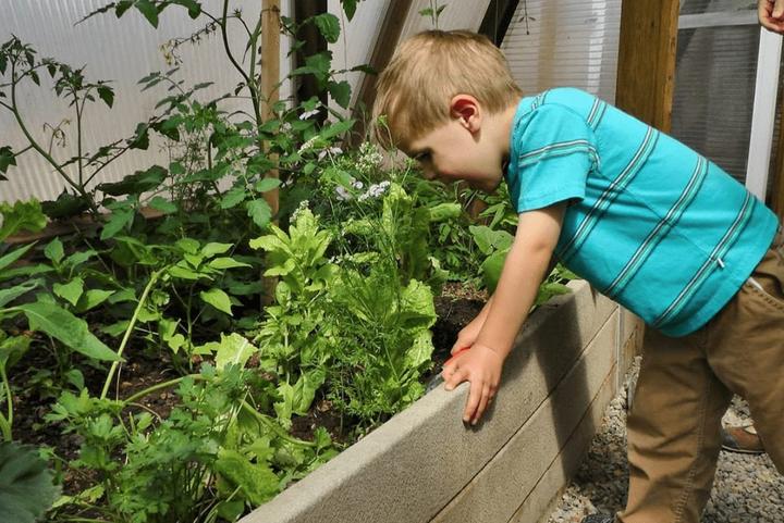 Child eating vegetables off the vine from the greenhouse
