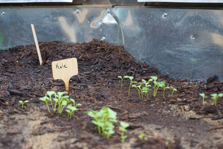 Crowded Seedlings that need to be thinned