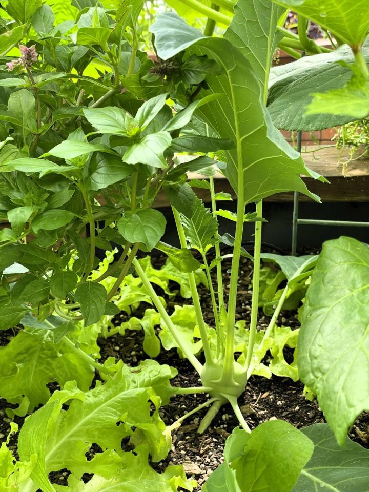 kohlrabi growing amongst lettuce and basil in a raised bed