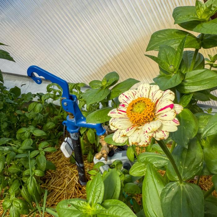 Cream colored zinnia with hot pink stripes in front of a water spigot