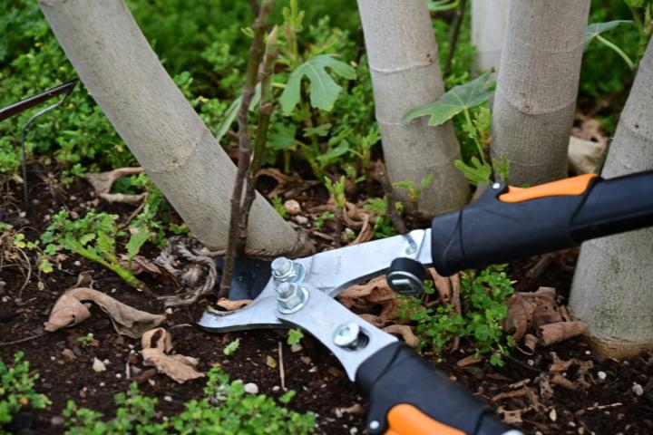 Prunning Fig Tree Suckers