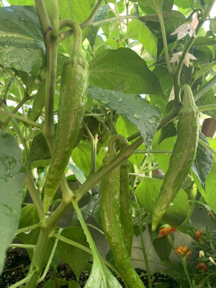 green chile peppers