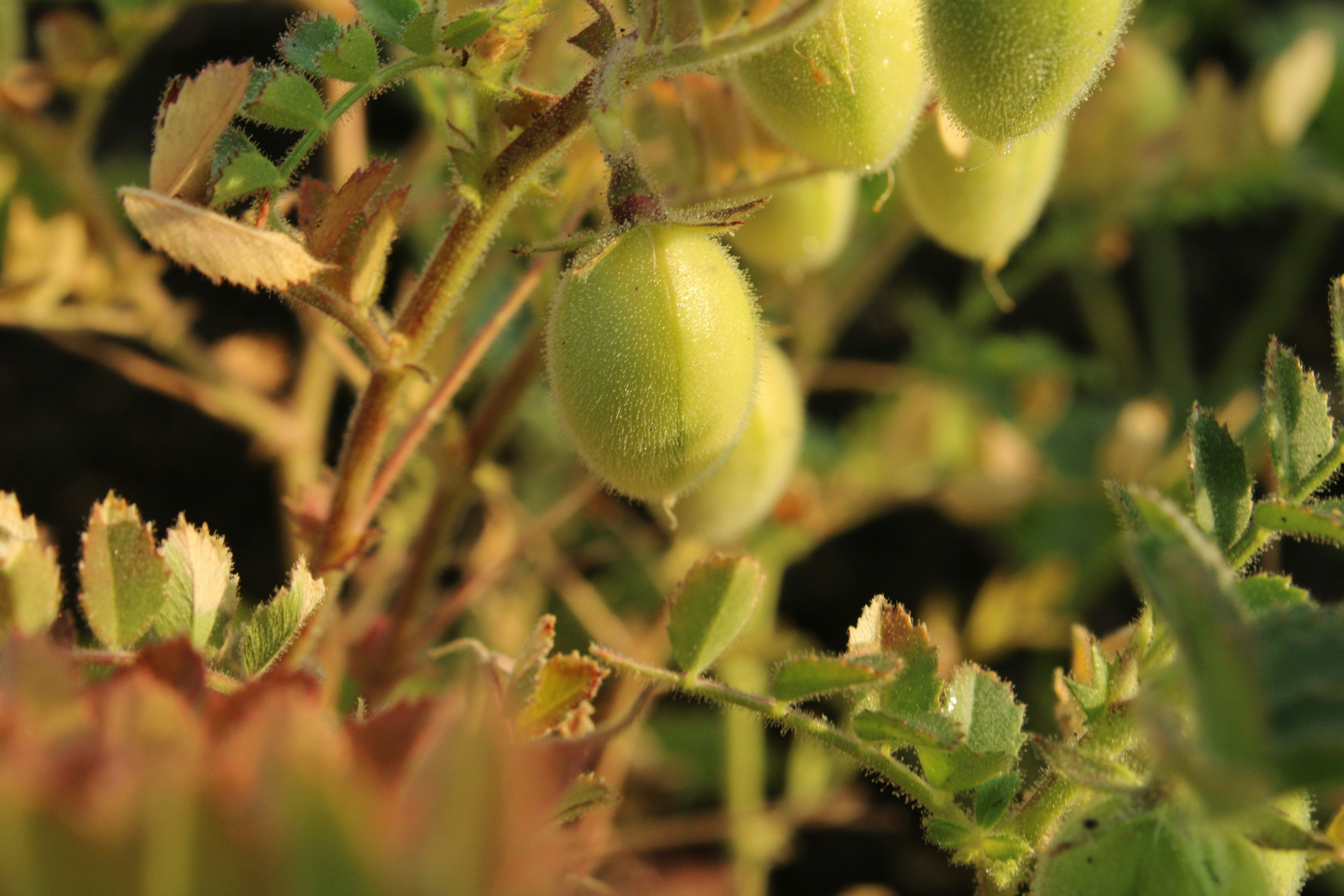 close up of fuzzy chickpea pods
