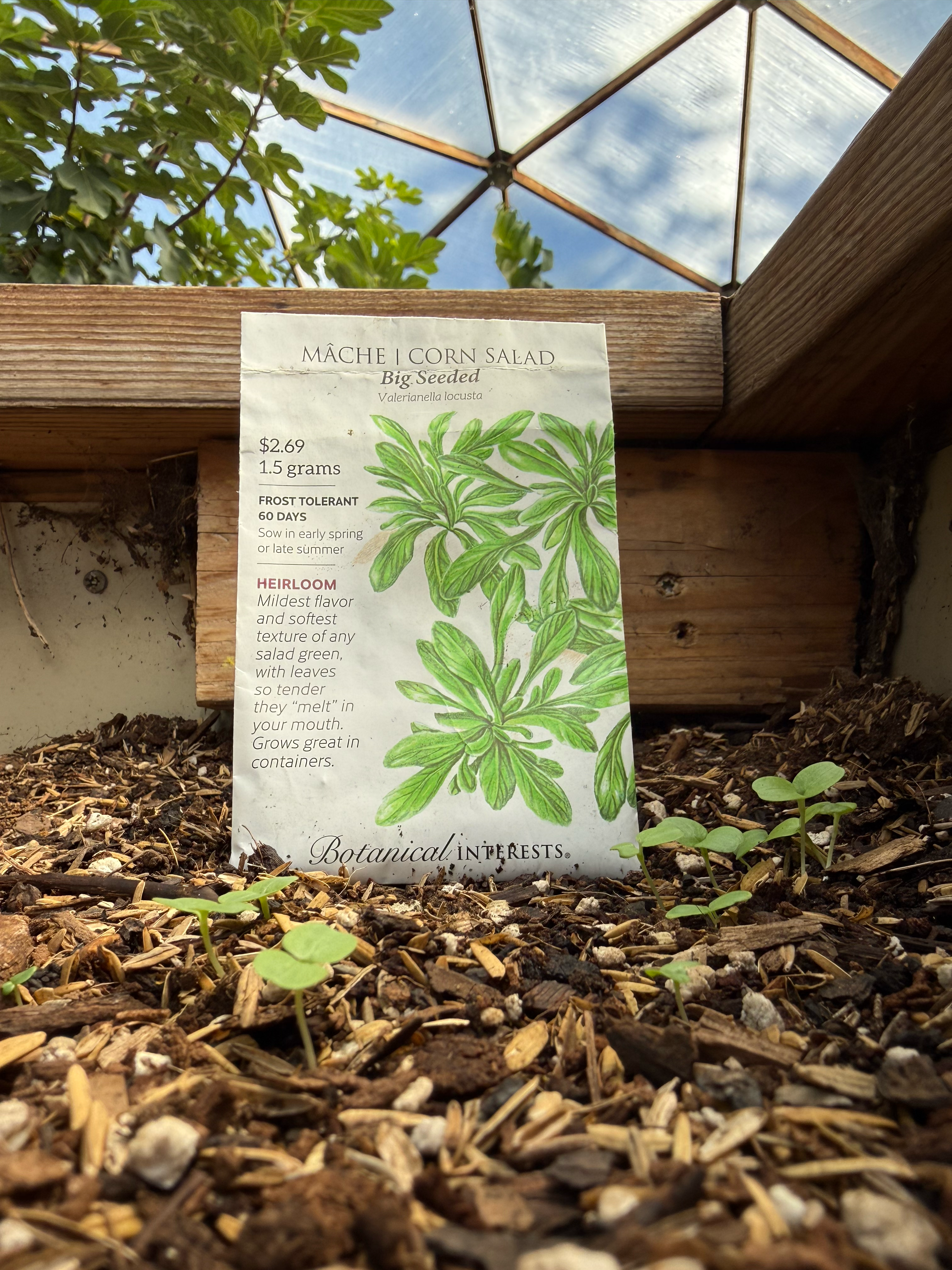 Botanical Interests mâche seed packet beside sprouting seedlings in a Growing Dome greenhouse.