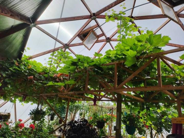 grape vines growing on a trellis inside a growing dome with hanging baskets also hanging from the trellis