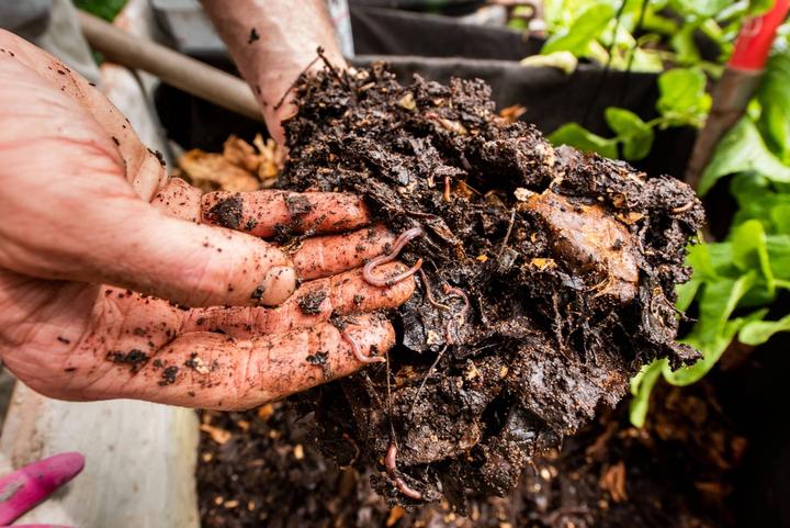 permaculture in tropical greenhouse