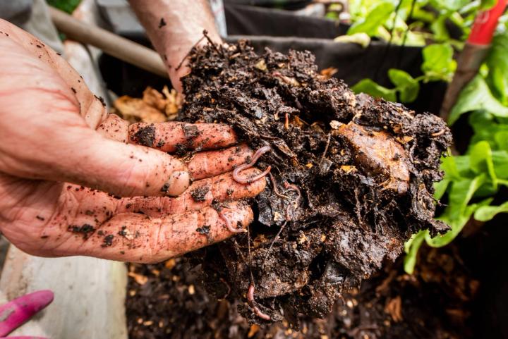permaculture in tropical greenhouse