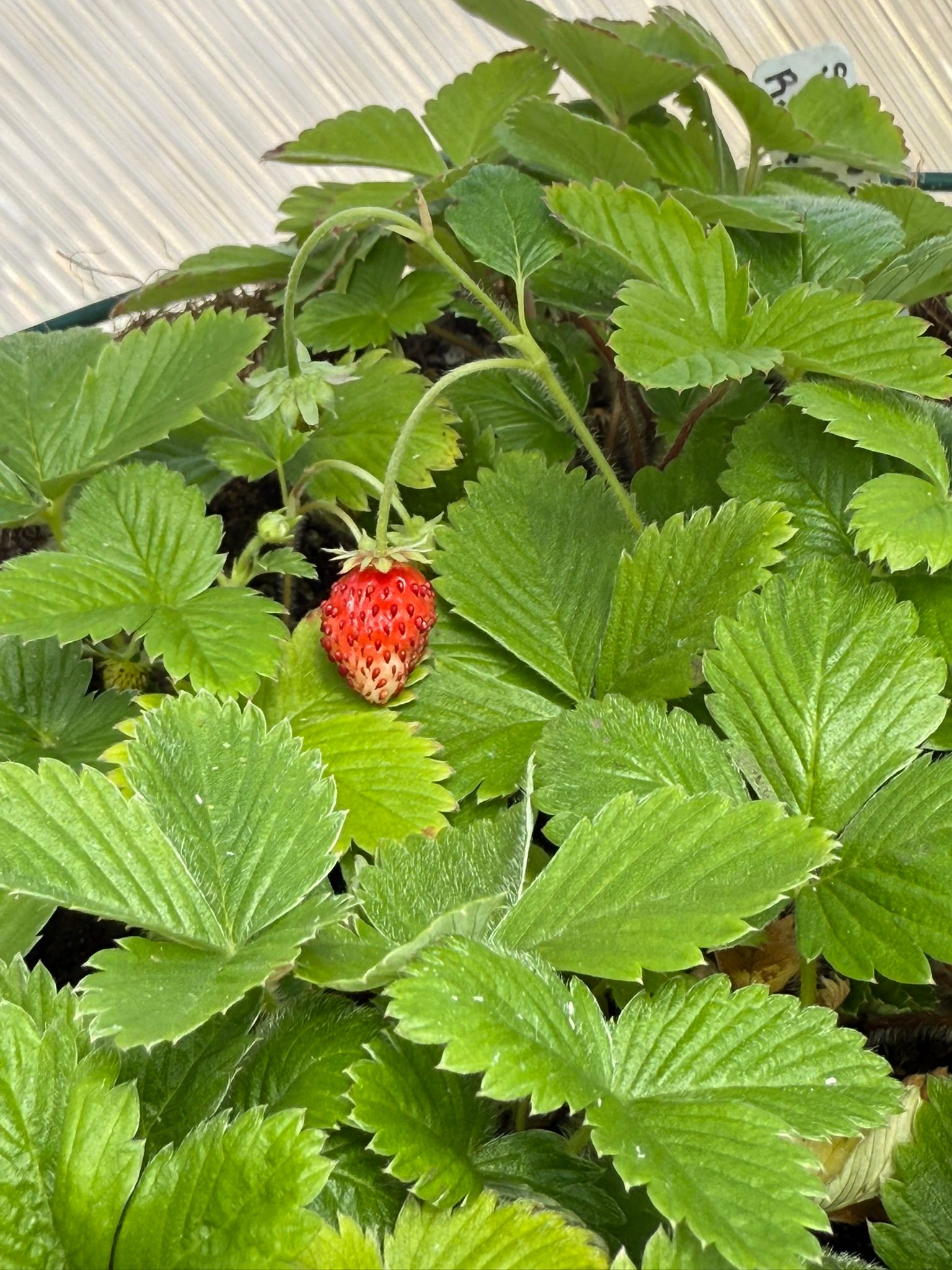 Small red strawberry amongst many green leaves