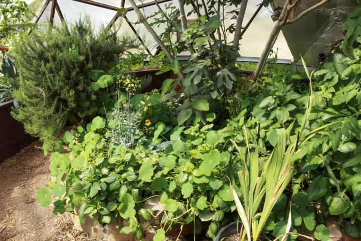 Rosemary planted in the center bed of a greenhouse for maximum light