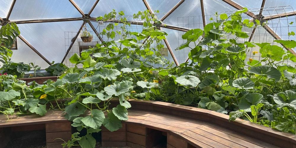 Hubbard and Hopi squash