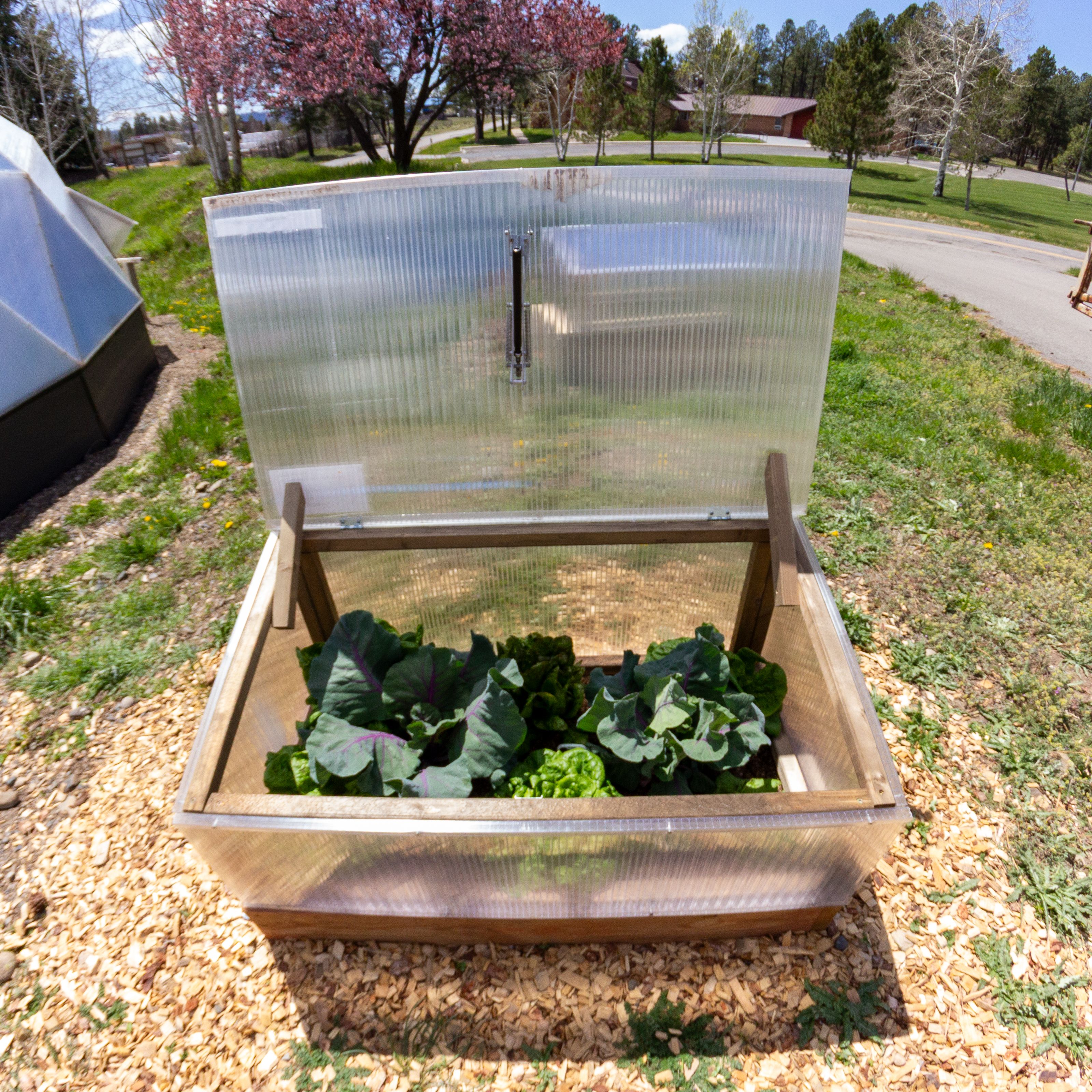 Cold frame garden system with lid open to show cabbage and lettuce growing in spring