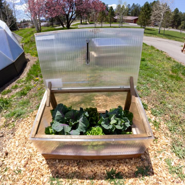 Cold frame with cabbage and lettuce growing in it