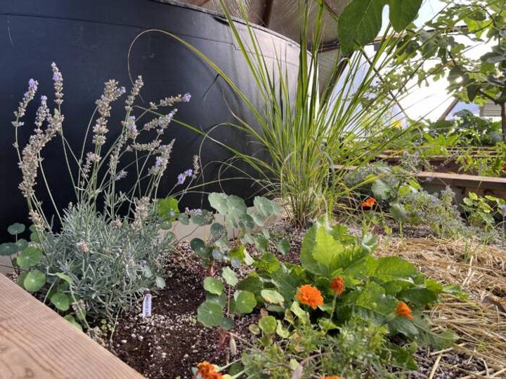 lavender in a greenhouse bed