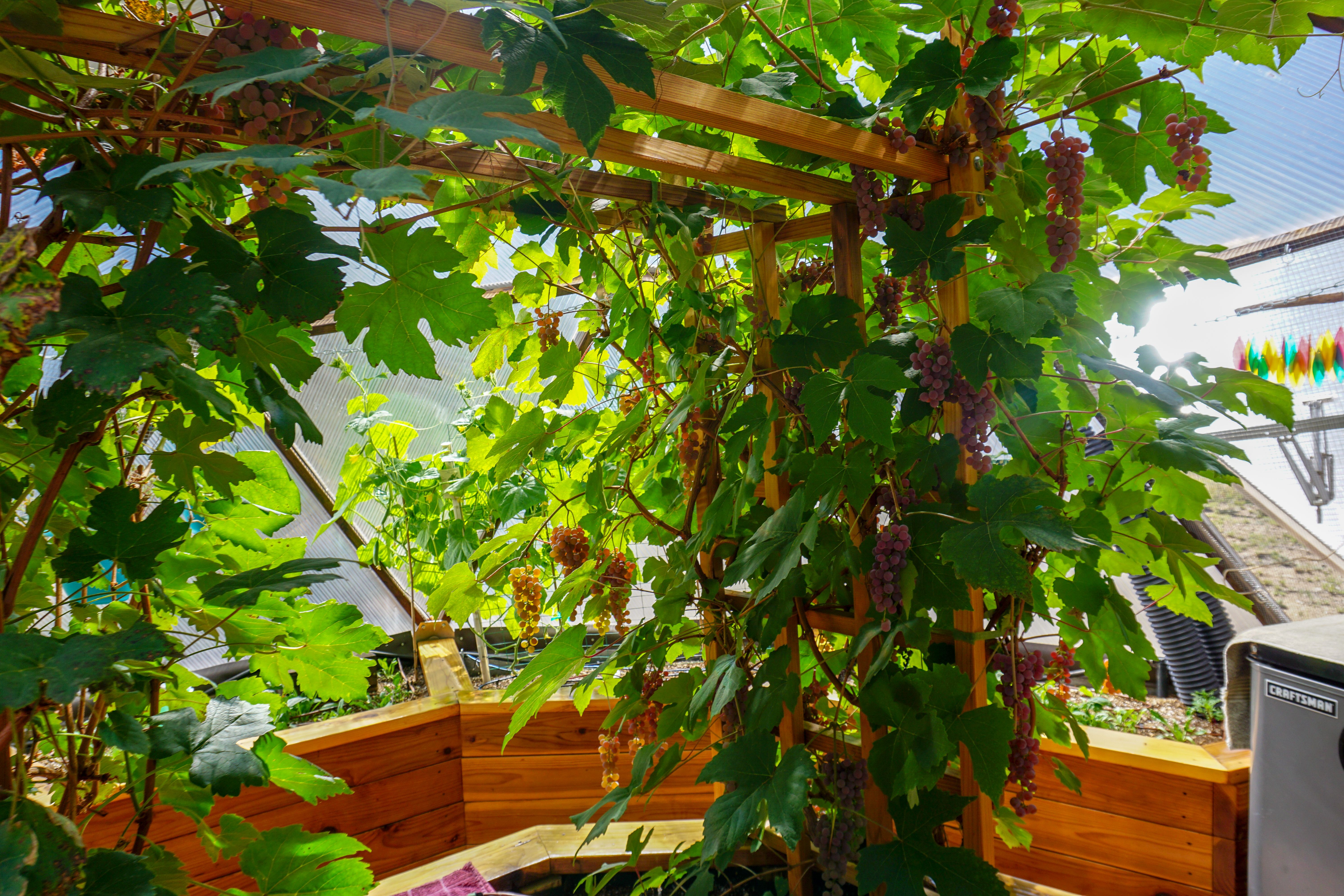 Red grape clusters growing on a grape vine trellising over raised garden beds