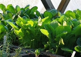 Spring Planting, Inside & Out image