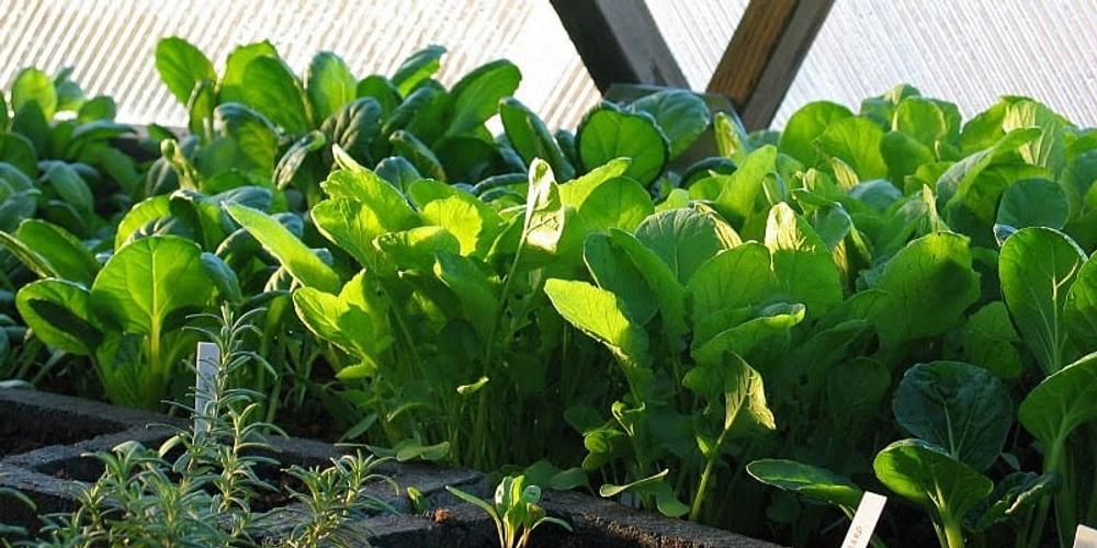 Spring Planting, Inside & Out image