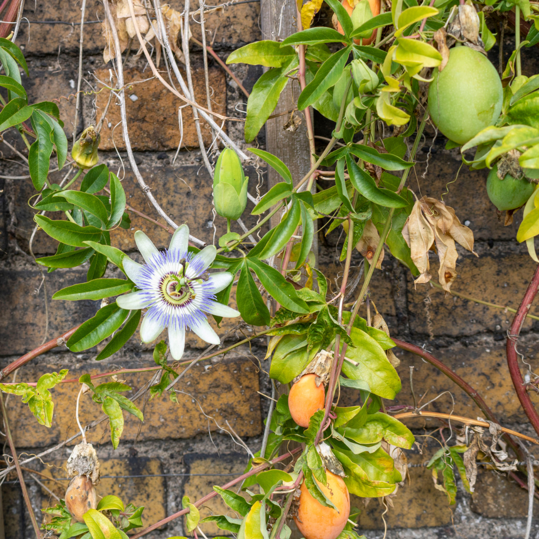 passion flower growing against a brick wall with fruit hanging from the vines