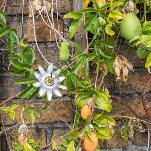 passion flower growing against a brick wall with fruit hanging from the vines
