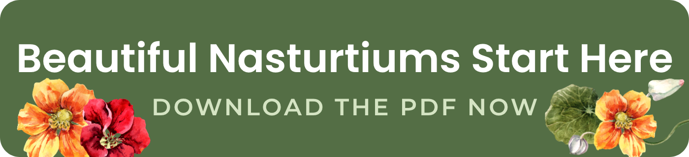 beautiful nasturtiums start here download the pdf now