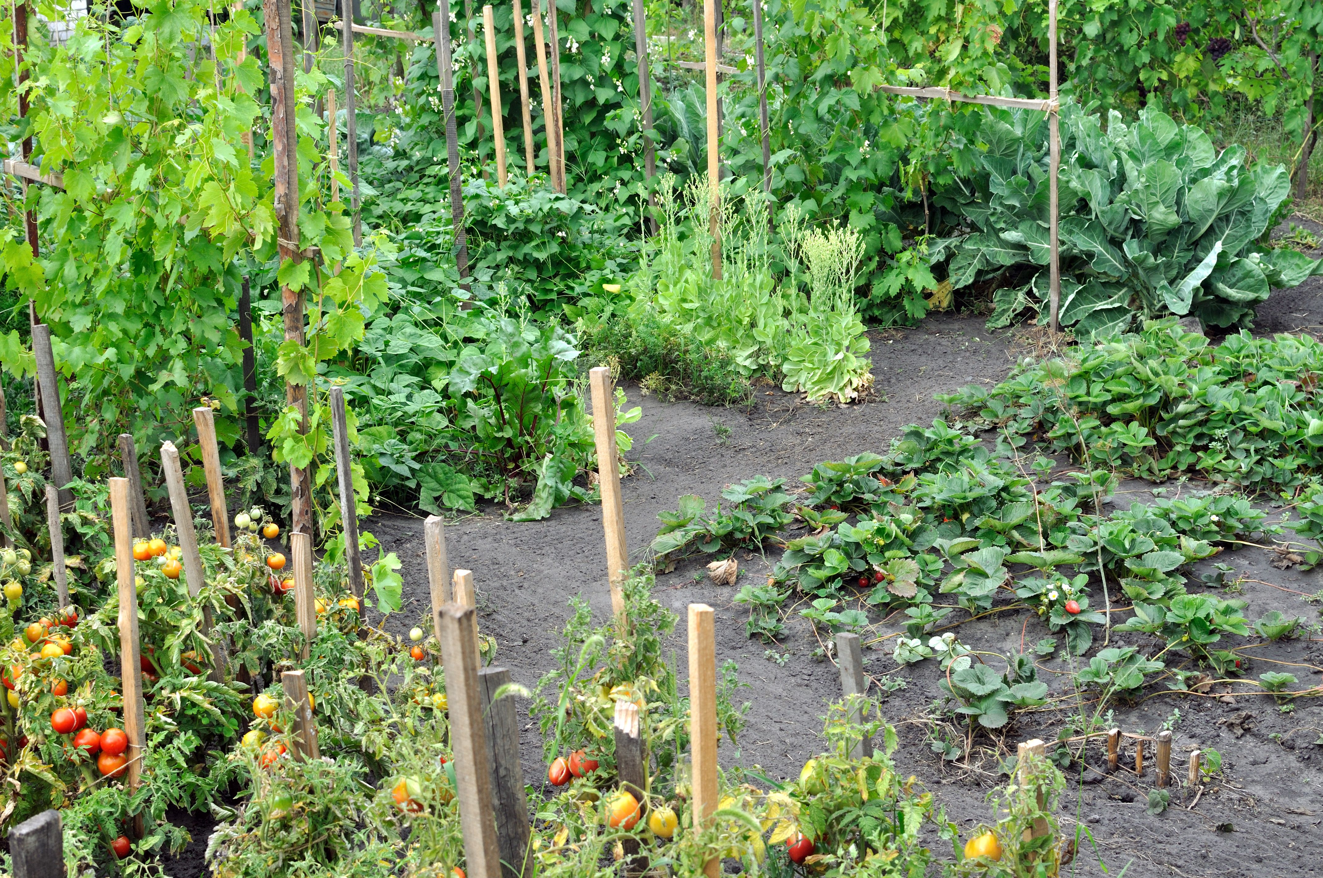 Outdoor vegetable garden with tomatoes, strawberries, and other plants growing
