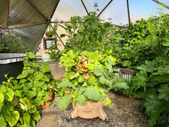 garden tower vermicomposting system in a 33' Growing Dome the plants are thriving