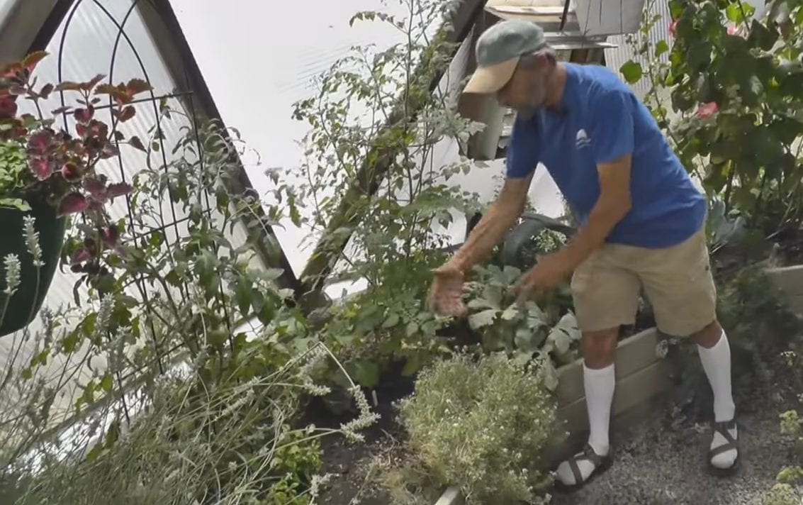 gardener showing plants growing in a greenhouse
