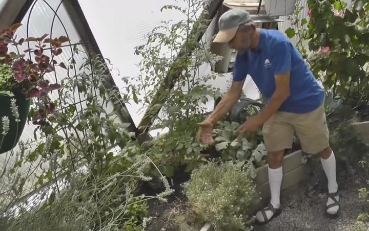 gardener showing plants growing in a greenhouse