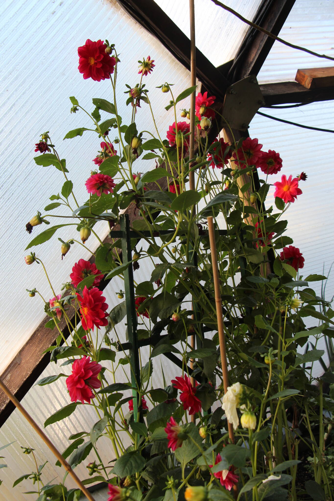 dahlia flowers in a growing dome greenhouse