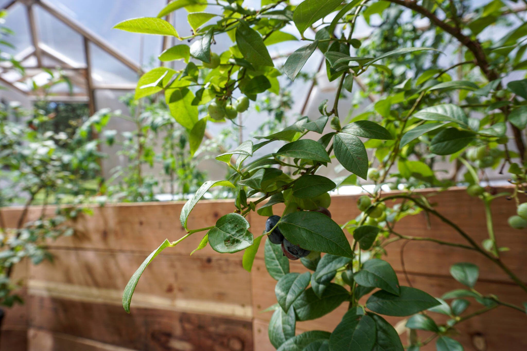 growing blueberries and strawberries