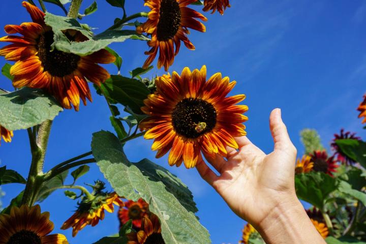 Bee on a sunflower